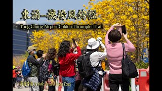 機場風鈴徑Airport Golden Thrumplet Trail