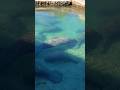 SO MANY MANATEES #shorts #manatees