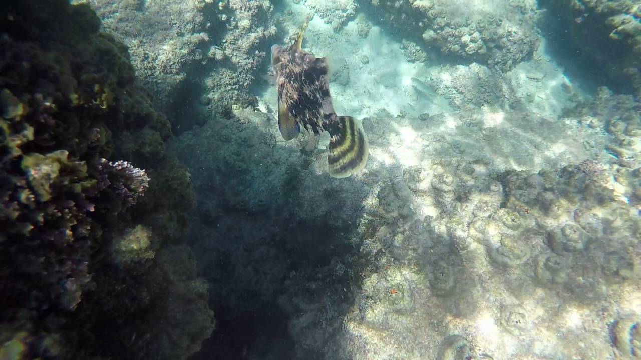 Snorkeling the Tweed river YouTube