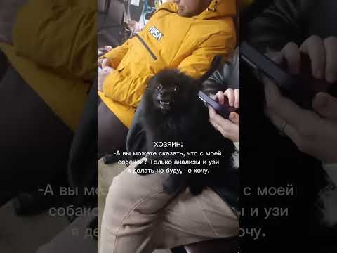 #ветеринария #питомцы #ветеринармосква # #лечениеживотных