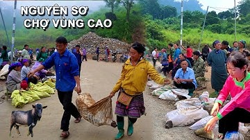 Sững Sờ Cốc Ly! Lợn Cắp Nách, Dê Núi Tràn Ngập | Wild Pig Market