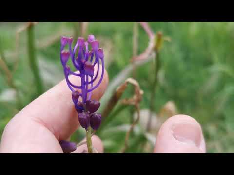 Видео: Wild Tassel Hyacinth Info - Tassel Gyacinths арчилгааны талаарх мэдээлэл