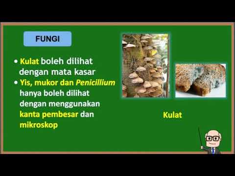 SAINS TAHUN 6 JENIS JENIS MIKROORGANISMA Kelas.Live