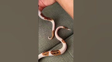 De vrolijkste slangen die je ooit zult zien: de bonte balpythons! 😊🐍