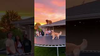 Dog Jumps Off Roof onto Trampoline to Play with Friend! #shortsvideo