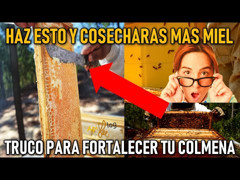 Video: Trabajo De Primavera En El Colmenar