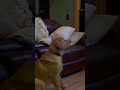 My shed dog loves watching TV #sheddog #goldenretriever
