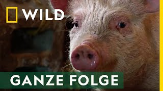 Schweine in Decken - Ganze Folge | Der unglaubliche Dr. Pol