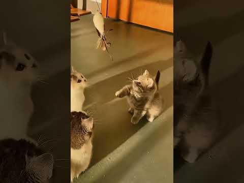 Part 47 Funny Cat OddlySatisfying