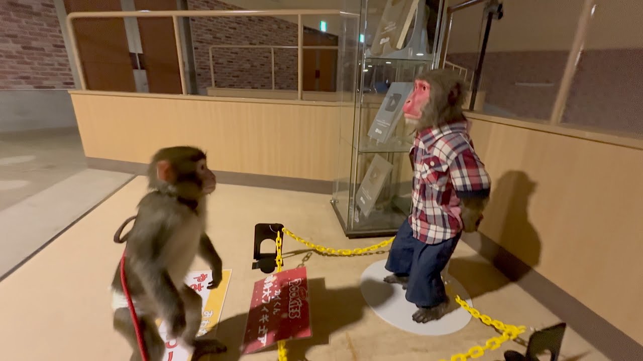 Baby monkey's reaction to seeing the 