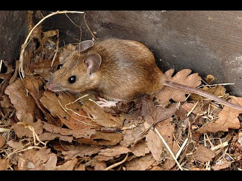 Video: Skovmus - hvad er det for et dyr?