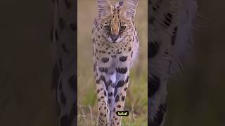 Serval#short#