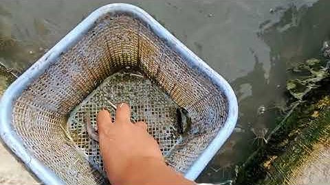 MINI VLOG | INFORMATIKA (TIK) | KELAS IX-A 