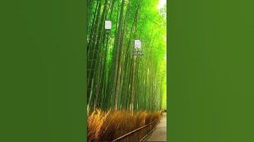 How to Disable Notepad Previous Session Windows 11