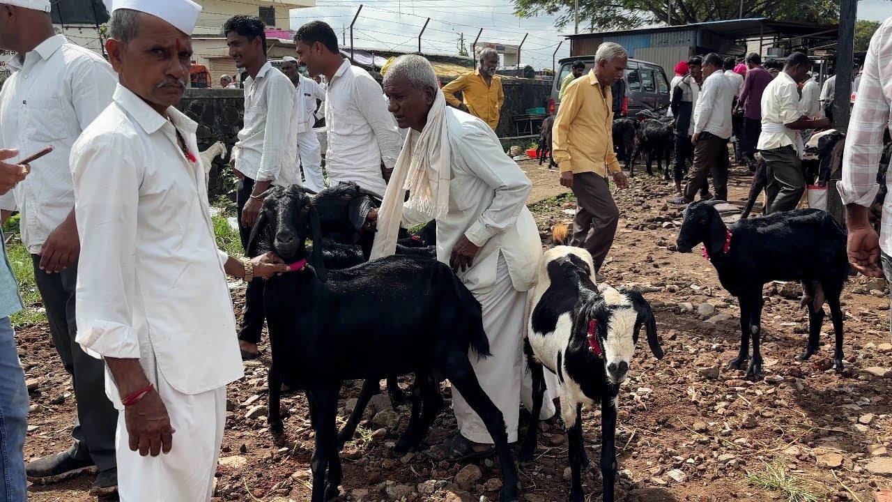 महाराष्ट्रातील सर्वात मोठा शेळ्या मेंढ्या चा बाजार | 04/10/2025 (शनिवार)चाकण बकरी बाजार अपडेट |