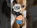 【したら最後】犬が気絶するほど嫌なこと4選