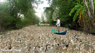 Duck | The flock of ducks lays in the fields, harvesting millions of eggs and getting meat.Animals