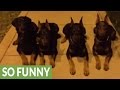 Unbelievably obedient Dobermans demonstrate vast array of skills