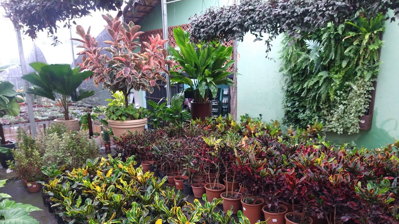 Mostrando As Plantas Lindas & Raras Do Viveiro Goiás