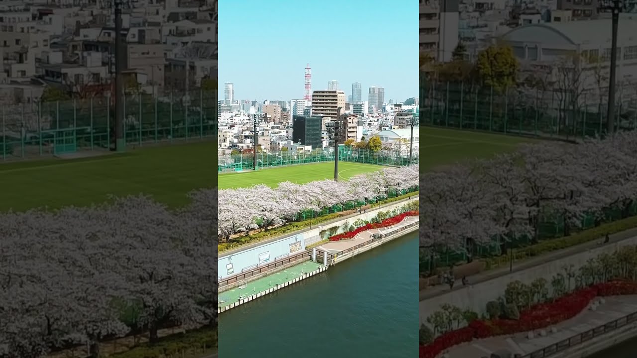 東京の桜が続々と満開❗️スカイツリー隅田川 - YouTube