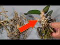 Youll never throw away dead orchids after watching this