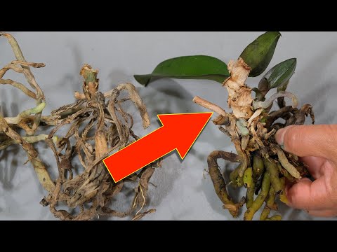 Video: Hoe Phalaenopsis Te Redden?