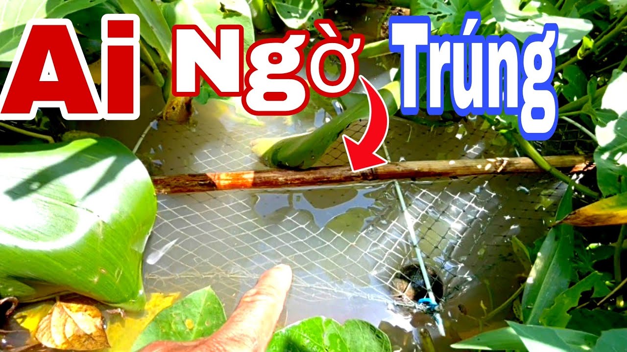 Thăm Lờ Cá Dưới Sông – Tưởng Thất Ai Ngờ Trúng Đậm