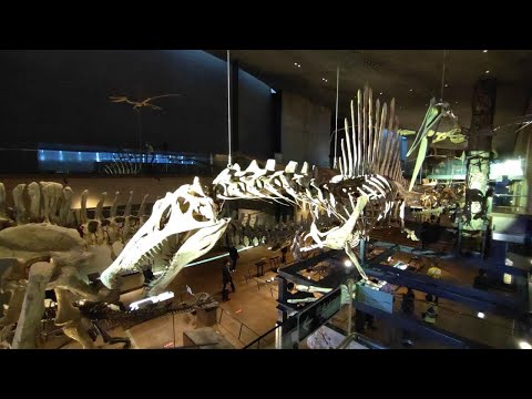 恐竜に強い「いのちのたび博物館」１０年ぶりに常設展をリニューアル～福岡