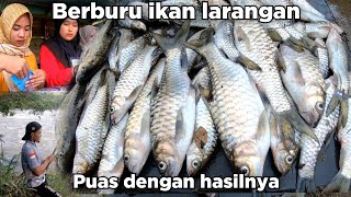 Berburu Ikan Larangan Pesta Tahunan Rakyat Yang Menggiurkan