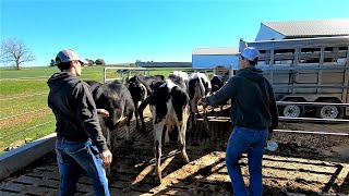 Interesting Mix of Dairy Farm Jobs