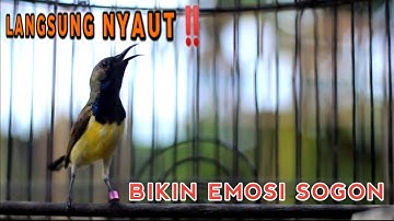 SOGON NGRIWIK NGLEPER PANCINGAN EMOSI‼️TERLALU CEPAT BIKIN NYAUT SEMUA SOGON❗