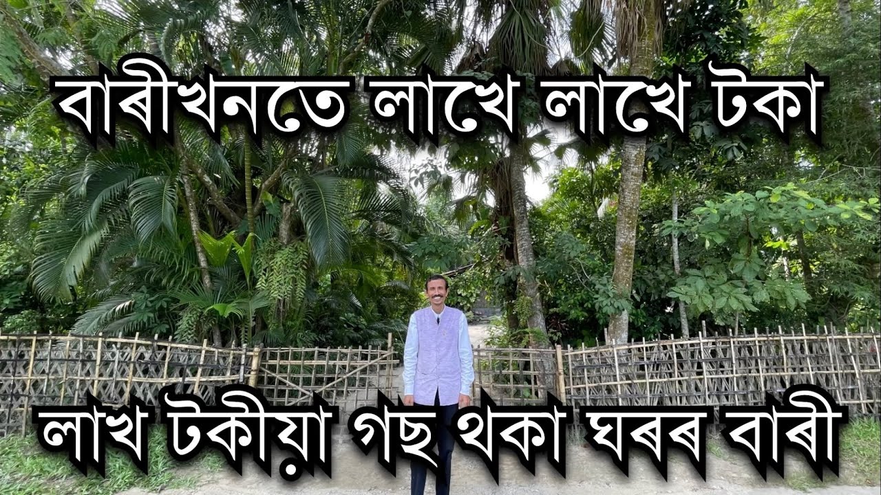 ঘৰৰ বাৰীখনতে আছে  টকা। Bokul Gogoi Gohpur ।Low Price Mahogany plant in Assam
