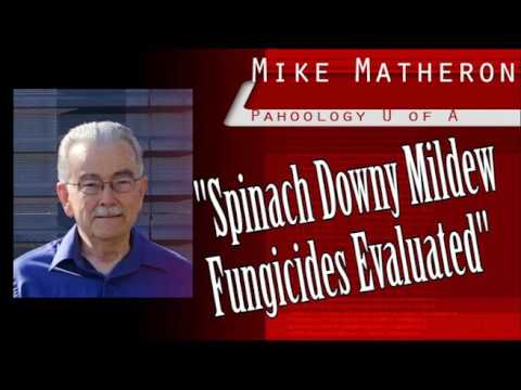 Video: Downy Mildew Of Spinach