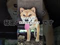 柴犬コロンの秘密の部屋✨ #柴犬さん #柴犬 #柴犬レオ #柴犬大好き