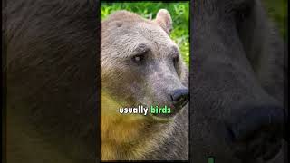 GrizzlyPolar Bear Hybrids Do Exist