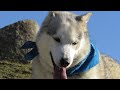 Nook  the cornish mountain goat  husky and hoomum go exploring