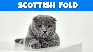 Scottish Fold Cat Breed  Characteristics & Personality #cats #scottishfold #cats