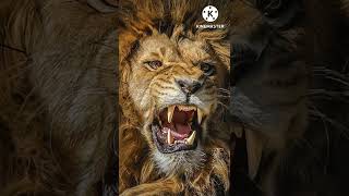 lion king ✌✌✌https://media.tenor.com/images/dc5cf82916c65839c0cd67653d79b799/tenor.gif