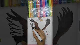 Eagle Coloring #drawing #viral #viralshorts #explore #art #sketch#painting #fun#easydrawing #eagles