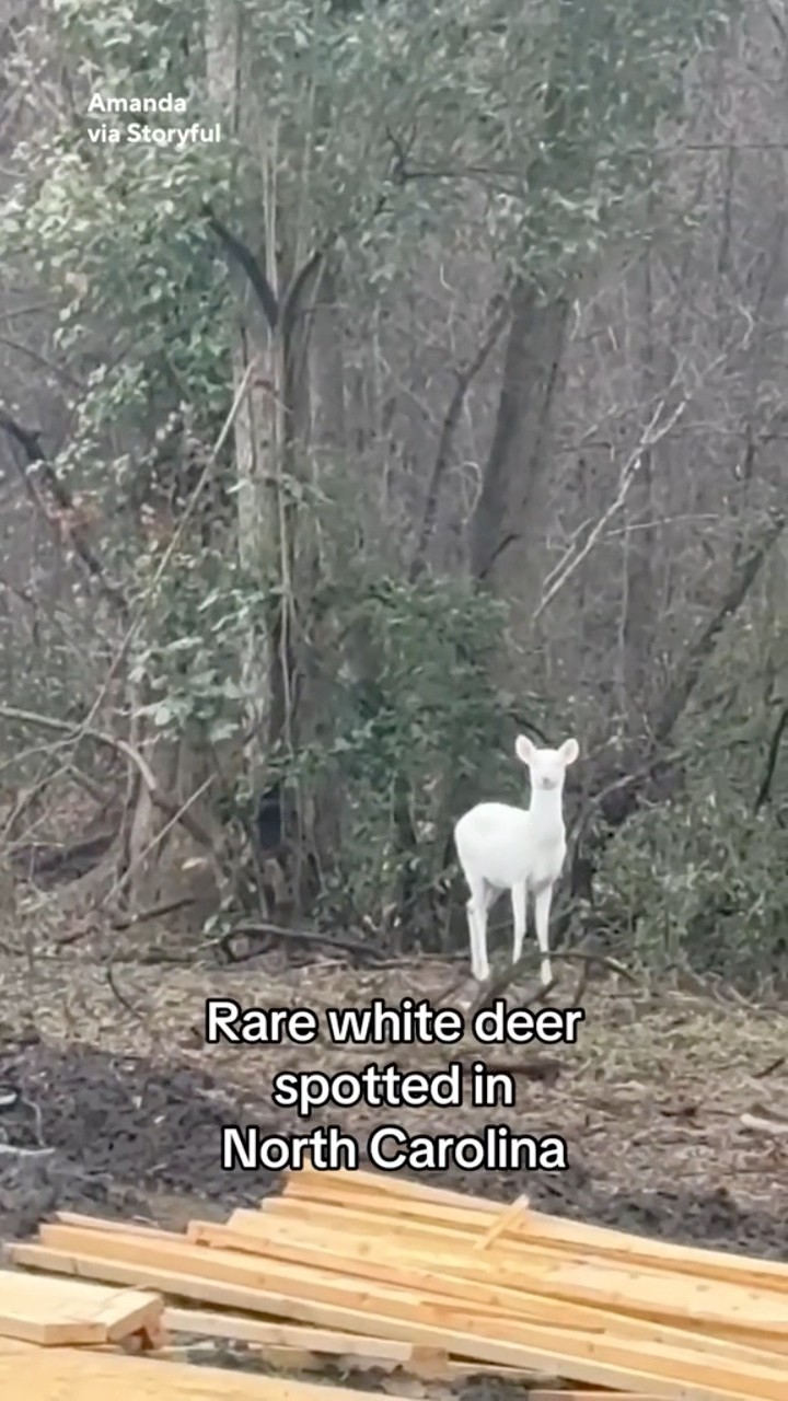 Rare white deer spotted in North Carolina #shorts