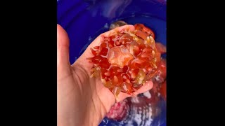 Northern Red Sea Anemone Rescue Mission, Pt. 1