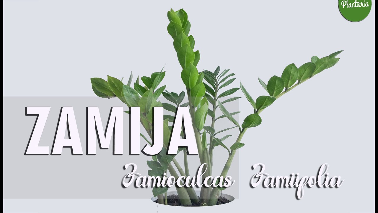 ZAMIJA - Njega i održavanje