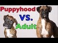 Brock the Boxer Dog : Puppyhood vs. Adulthood