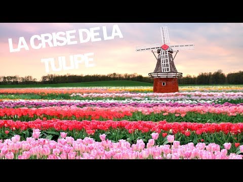 Vidéo: Les bulbes de tulipes ont-ils déjà été utilisés comme monnaie ?