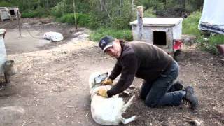 Dave explains how he trains abused dogs