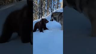 Brave Wolf Dog Saves Owner  bear foryou cute viral shorts trend
