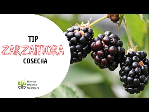 Video: Cosecha de moreras - Aprende cuándo recoger moras