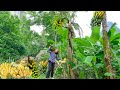 Harvesting bananas at the farm to sell at the market - Stream frog trap | cooking - Building Life