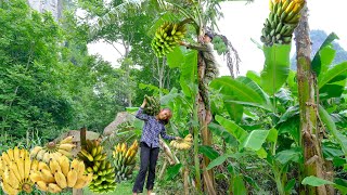 Harvesting bananas at the farm to sell at the market - Stream frog trap | cooking - Building Life