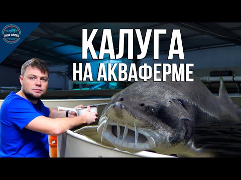 Калуга на АкваФерме